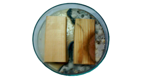 Антисептированная древесина (слева) и контрольный образец (справа)