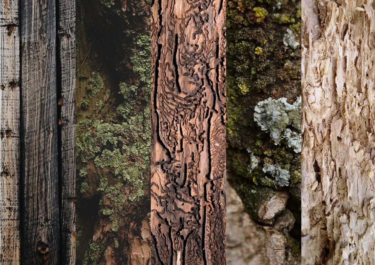 Виды биоразрушителей древесины